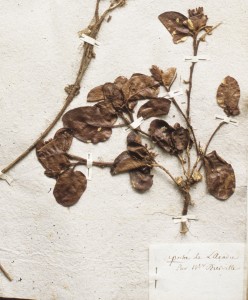 Plante Dierville Muséum détail