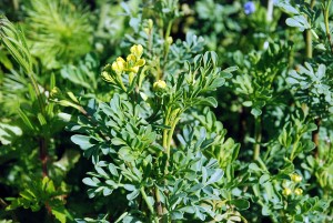 Rue officinale