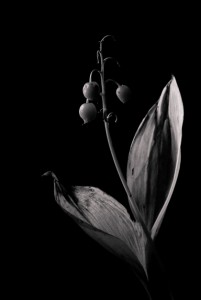 Photo Rodolphe Murie