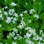 garde-robe-asperule-odorante-fleur
