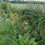 grandmesnil-aunee