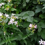 saponaire-simple-2
