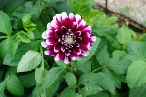 Dahlia 'Deuil du roi Albert'