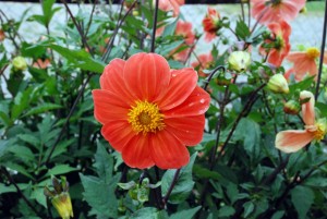 Dahlia simple