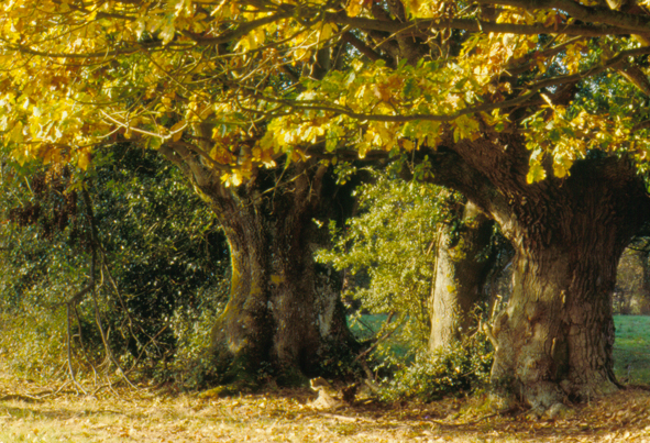 Animaux  Montviette Nature en Pays d'Auge